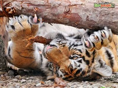 Paw pads tiger hi-res stock photography and images - Alamy