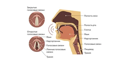 Что такое ларингит и чем его лечить - Лайфхакер