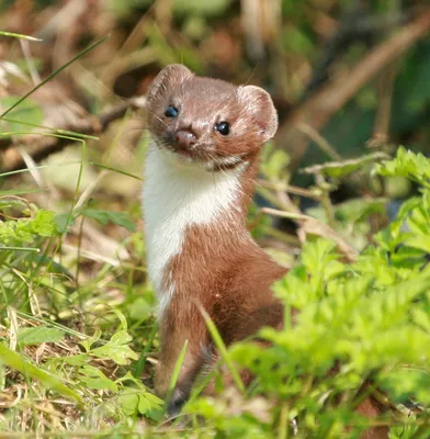 Обыкновенная ласка (лат. Mustela nivalis)