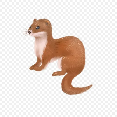 Weasel Weasel Vector Vector Cartoon Weasel Weasel Free Download Vector PNG  , ласка, ласка вектор, вектор мультфильм ласка PNG картинки и пнг PSD  рисунок для бесплатной загрузки