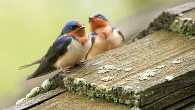 Птица ласточка: описание, гнездо, птенцы, фото, приметы, что едят