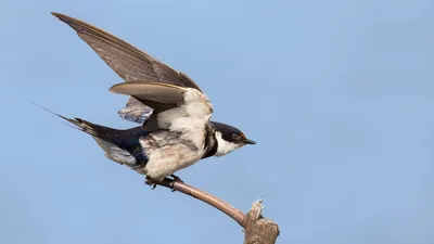 Птица ласточка: описание, гнездо, птенцы, фото, приметы, что едят