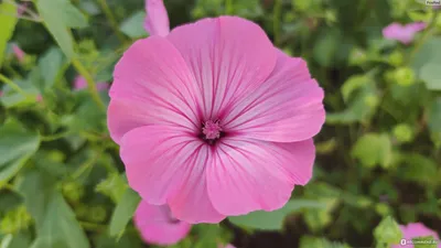 Лаватера - «Неприхотливый пышный цветок, который прекрасно стоит срезанным  в вазе.» | отзывы