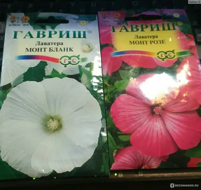 Лаватера - «Яркие цветы для неопытных садоводов (фото семян и цветов) » |  отзывы