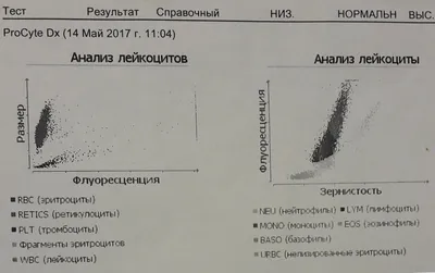 Лейкоз у кошек. Случай из практики. - Городская ветеринарная служба  Новосибирска