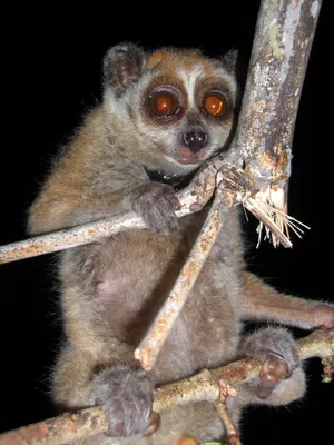 Лемур Лори – лори валяный из шерсти (Lemur Loris) в интернет-магазине  Ярмарка Мастеров по цене 12500 ₽ – AUS6JBY | Войлочная игрушка, Сочи -  доставка по России