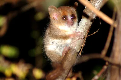 Мышиный лемур мадам Берты: Самый маленький в мире примат настолько  крошечный, что питается соком растений, а открыли его лишь 30 лет назад |  Книга животных | Дзен