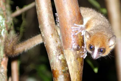 Лемур Лори – лори валяный из шерсти (Lemur Loris) в интернет-магазине  Ярмарка Мастеров по цене 12500 ₽ – AUS6JBY | Войлочная игрушка, Сочи -  доставка по России