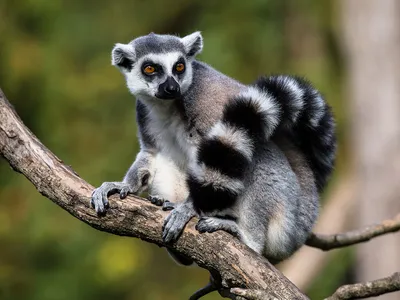 Кошачий или кольцехвостый лемур (лат. Lemur catta), фотографии лемуров.