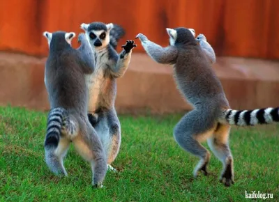 Прикольные лемуры (55 фото) | Lemur, Animals, Cool pets