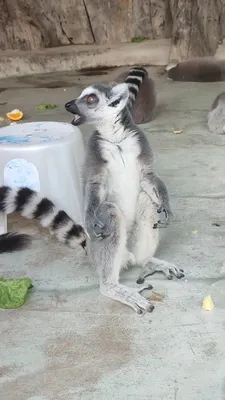 Baby Lemurs | Детеныши животных, Лемур, Смешные животные
