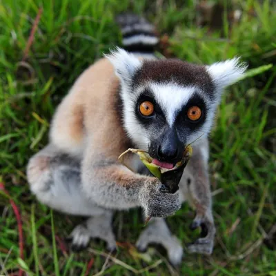Кошачий лемур за обедом. Автор фото – Николай Сотсков | Funny animal  photos, Pet monkey, Funny animals
