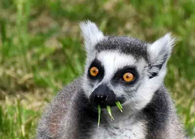 lemur wallpaper - Google Search | Обои с животными, Дикие животные, Лемур