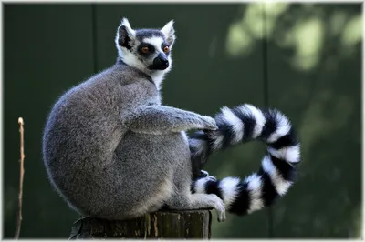 https://animals.pibig.info/12050-koshachij-lemur.html