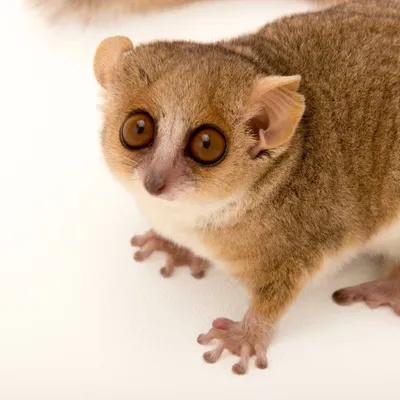 https://animals.pibig.info/5797-krysinyj-lemur.html