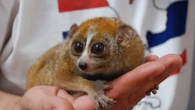 Лемур лори, малыш из Мадагаскара ⋆ Всё о домашних животных!
