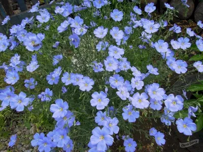 Лен многолетний (Linum perenne) - описание сорта, фото, саженцы, посадка,  особенности ухода. Дачная энциклопедия.