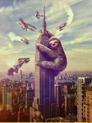 красивые картинки :: ленивец :: sloth kong :: art (арт) / картинки, гифки,  прикольные комиксы, интересные статьи по теме.