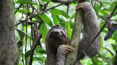 В зоопарке Великобритании пара ленивцев поцеловалась на камеру - РИА  Новости, 18.09.2020