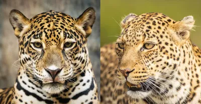 Леопард и ягуар фото