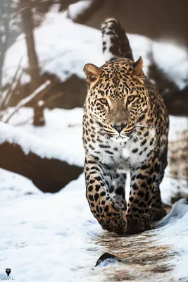 Фото Леопард на снегу