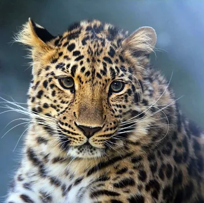 Леопард фотографии