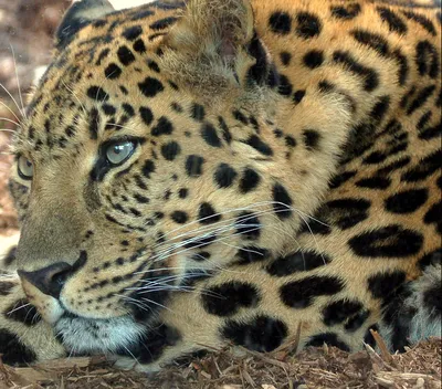 Леопард (лат. Panthera pardus), фото леопардов