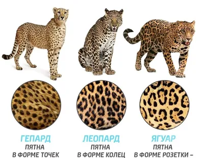 Леопард гепард ягуар - фото и картинки: 62 штук