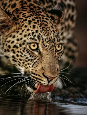 Фото Леопард лакает воду у ручья