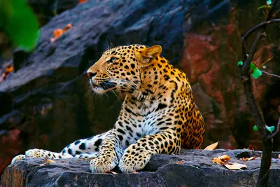 Леопард (Panthera pardus): фото, виды, интересные факты