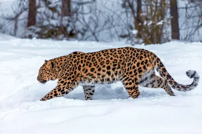 Как зимует амурский леопард: несколько особенностей из жизни хищника |  Пикабу
