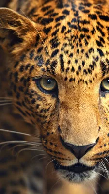 Обои наземные животные, живая природа, бакенбарды, Леопард, морда на  телефон Android, 1080x1920 картинки и фото бесплатно