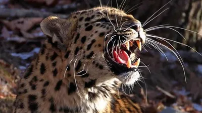 В России выросла популяция редчайшего дальневосточного леопарда - РИА  Новости, 05.04.2022
