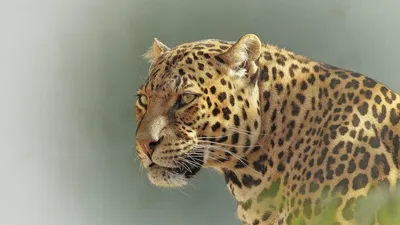 Леопард укусил за голову модель во время фотосессии - 26.08.2021, Sputnik  Беларусь