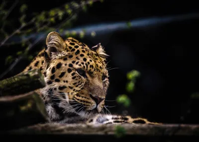 Фото Леопард на размытом фоне