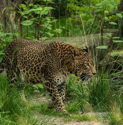 Леопард вышел из леса в город и ранил трех человек: Звери: Из жизни:  Lenta.ru