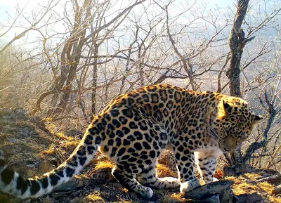 Далеко слышно: «поющий» леопард попал на видео в Приморье