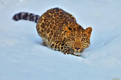 Дальневосточный леопард зимой - 39 фото