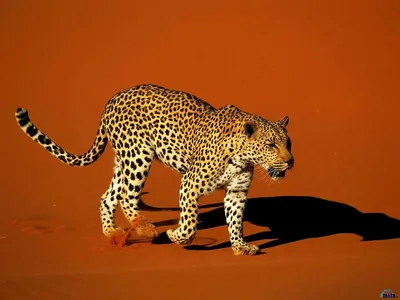 20+ Африканский леопард - обои на рабочий стол HD | Скачать Бесплатно  картинки