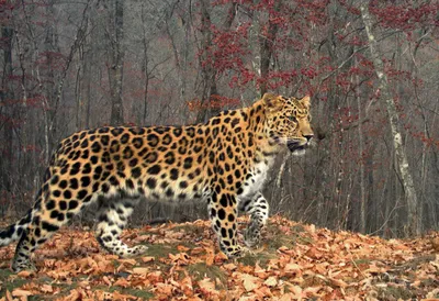 Тигр леопарду товарищ: получены новые данные о численности хищников на  юго-западе Приморья | Русское географическое общество