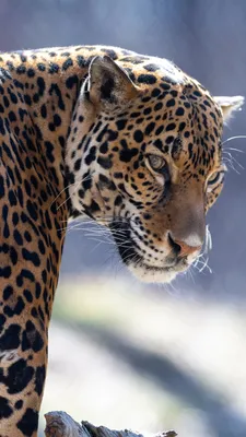 Обои Ягуар, кошачьих, Леопард, тигр, кот на телефон Android, 1080x1920  картинки и фото бесплатно