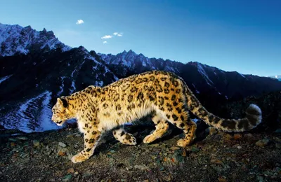Сколько леопардов в горах Дагестана? | Русское географическое общество