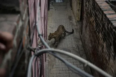 В Индии леопард покусал 15 человек