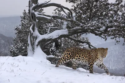 Любовное письмо в свежем снегу: в объективе дальневосточный леопард |  Русское географическое общество