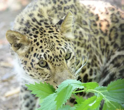 Персидский леопард выучил собачьи команды ради угощения в зоосаде под  Хабаровском (ФОТО) - AmurMedia