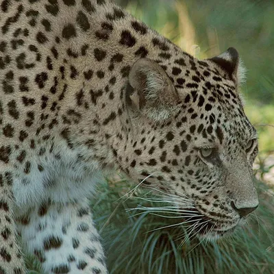 Выпущенный в дикую природу леопард Эльбрус пропал на Северном Кавказе -  15.02.2019, Sputnik Абхазия