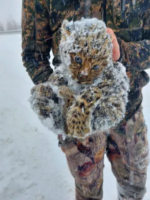 В Приморье борются за жизнь малышей дальневосточного леопарда