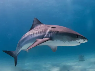 Леопардовая акула | Leopard Shark at 'Shark Point' | Diving Phuket,  Thailand - YouTube