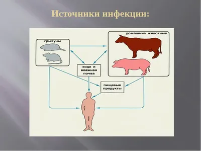 Управление ветеринарии Брянской области - Проведение карантинных мероприятий