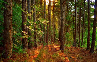 Обои Деревья, Лес, Пейзаж, Forest, Trees, Лучи солнца картинки на рабочий  стол, раздел природа - скачать